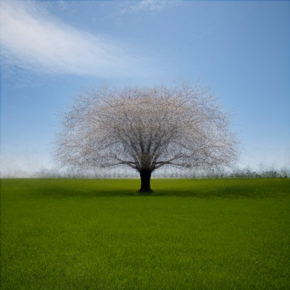 Kirschbaum Frühling